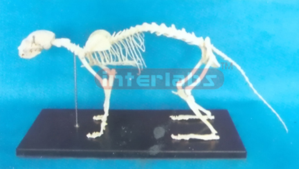 CAT SKELETON MODEL WITH PLASTIC STAND